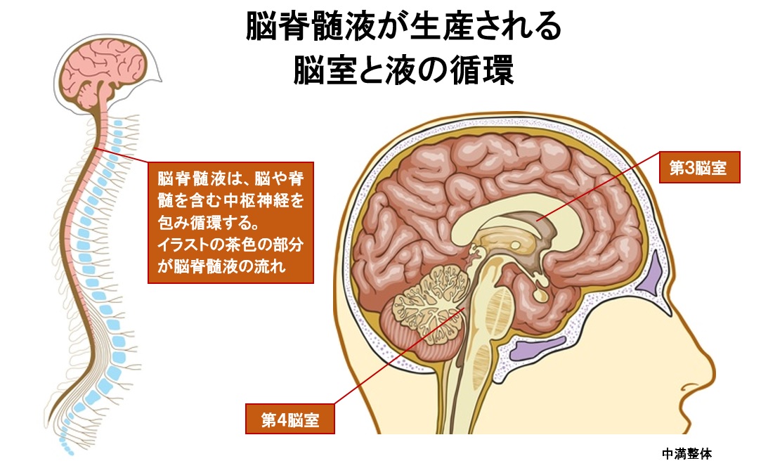 脳脊髄液の循環と生産