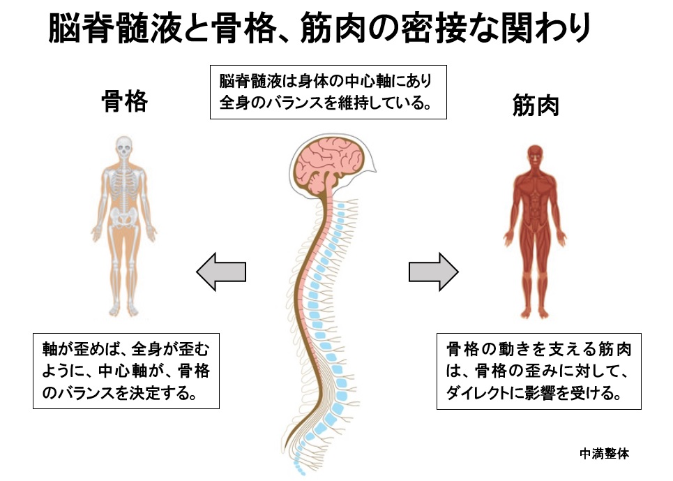 脳脊髄液と、骨格、筋肉との関係