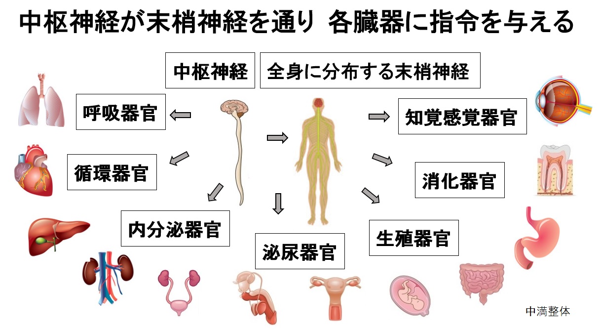横浜、クラニオセイクラル・バイオダイナミクス、頭蓋仙骨療法における内臓との関係