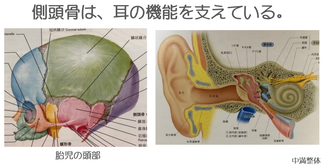 側頭骨と耳